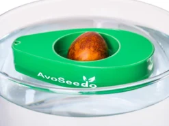 AvoSeedo - Odla avokado