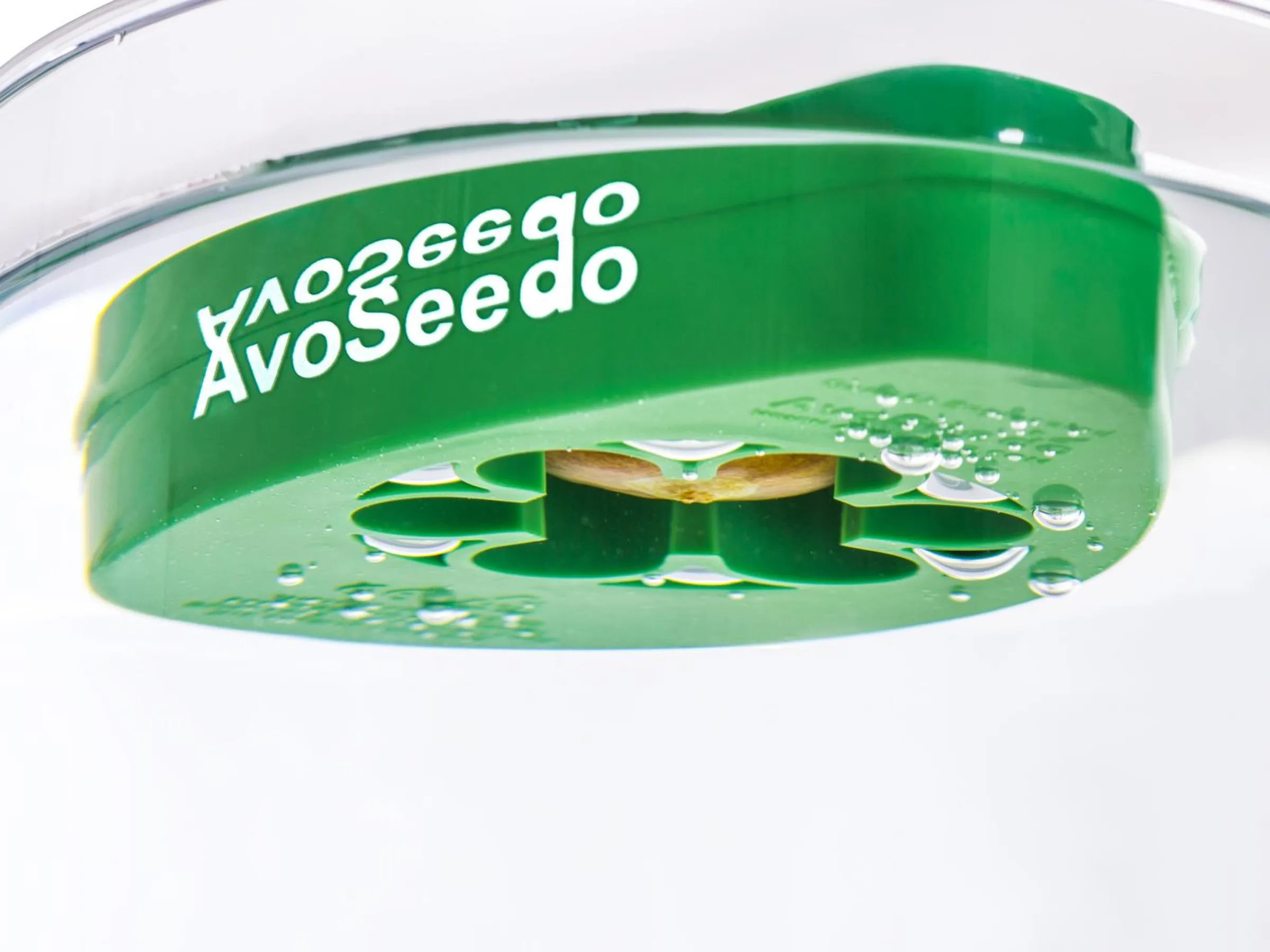AvoSeedo - Odla avokado