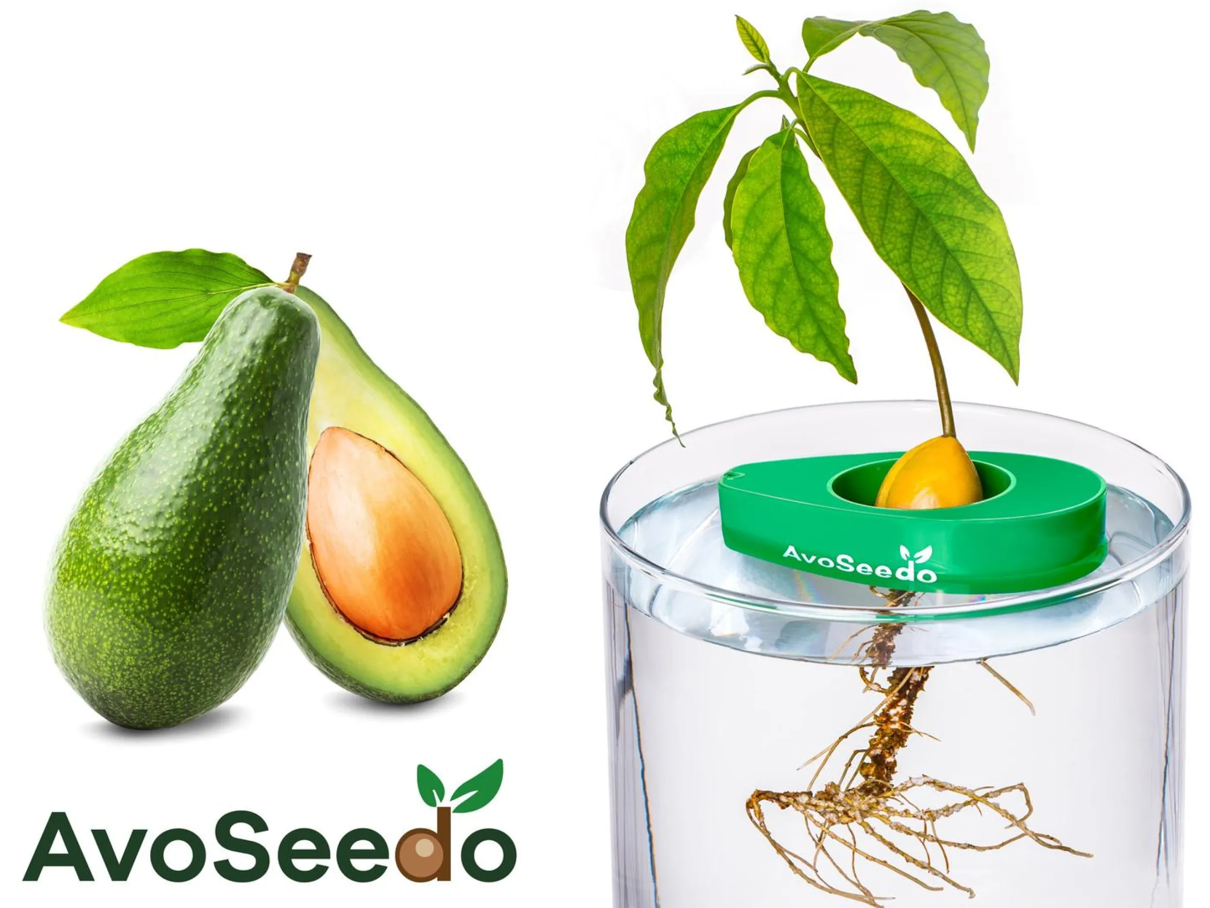 AvoSeedo - Odla avokado