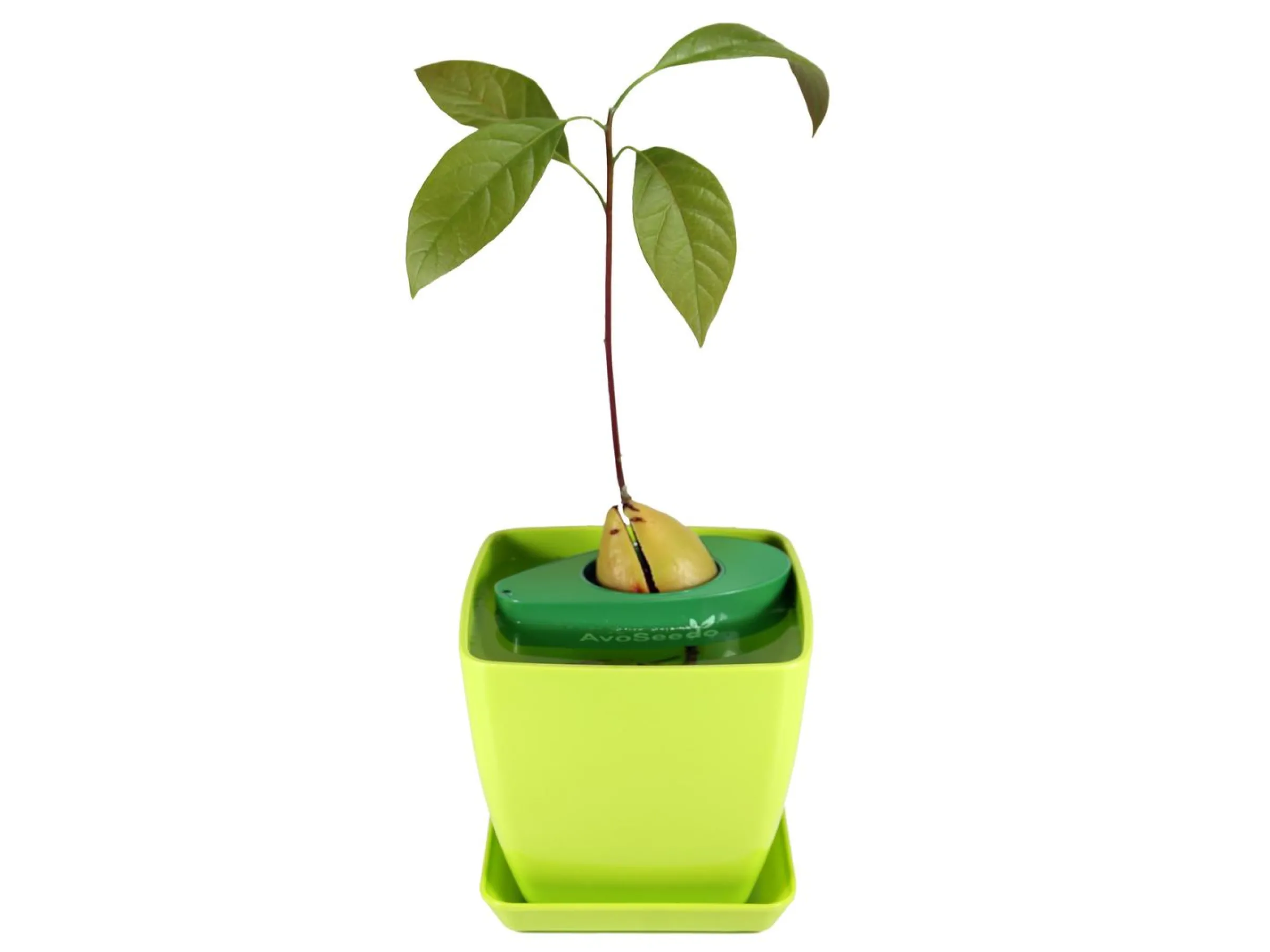 AvoSeedo - Odla avokado