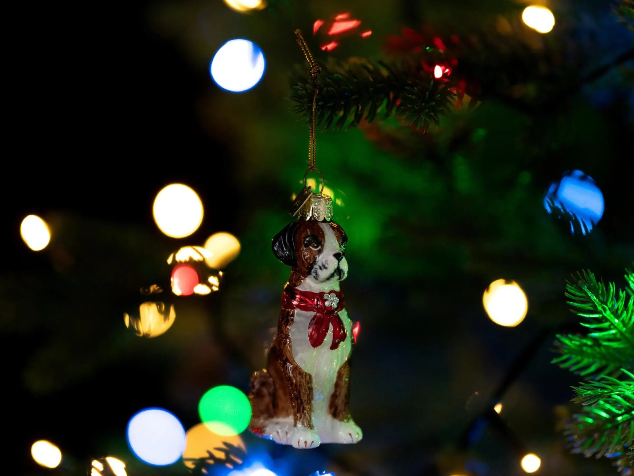 Julgranspynt Boxer